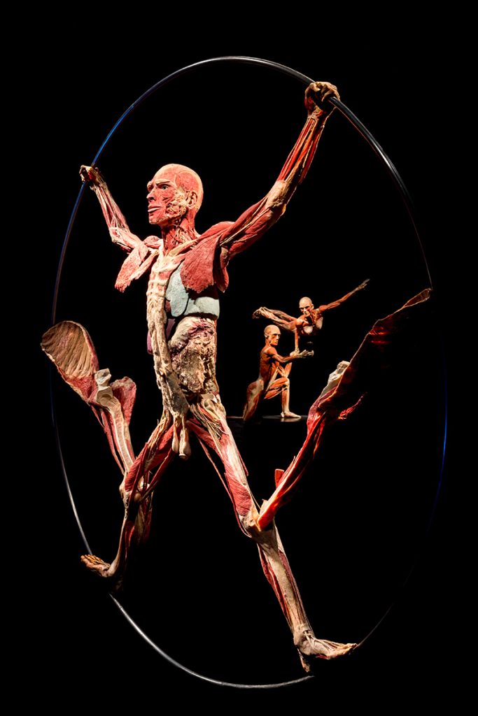 Stijlvolle productfotografie anatomie lichaam bodyworks